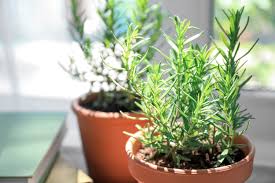 8 Ways That Rosemary Can Improve Your Mental, Emotional, and Physical Well-Being