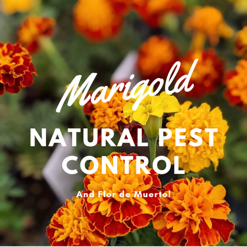 Marigold Pest Control