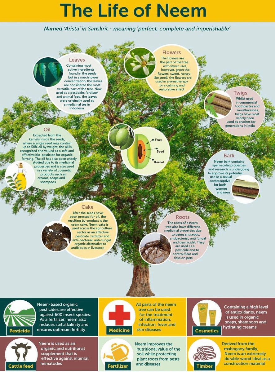 Neem Tree! – Native Growers Nursery