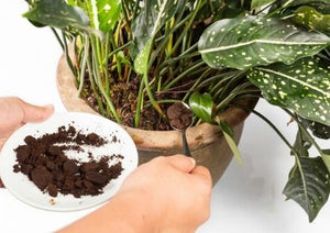 Five Organic DIY Garden Fertilizer Recipes