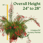 Load image into Gallery viewer, Firecracker Bush
