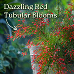 Load image into Gallery viewer, Firecracker Bush
