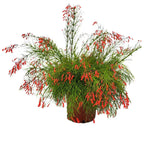Load image into Gallery viewer, Firecracker Bush
