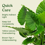 Load image into Gallery viewer, Alocasia - Elephant Ear
