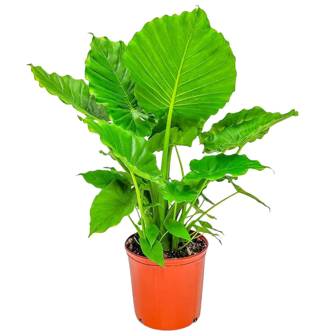 Outdoor Collection – Native Growers Nursery