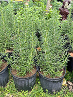 Load image into Gallery viewer, Rosemary
