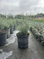 Load image into Gallery viewer, Rosemary
