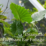 Load image into Gallery viewer, Alocasia - Elephant Ear

