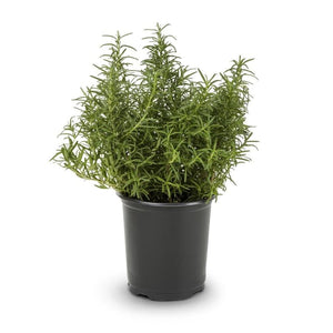 Rosemary