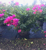 Load image into Gallery viewer, Bougainvillea - Hot Pink
