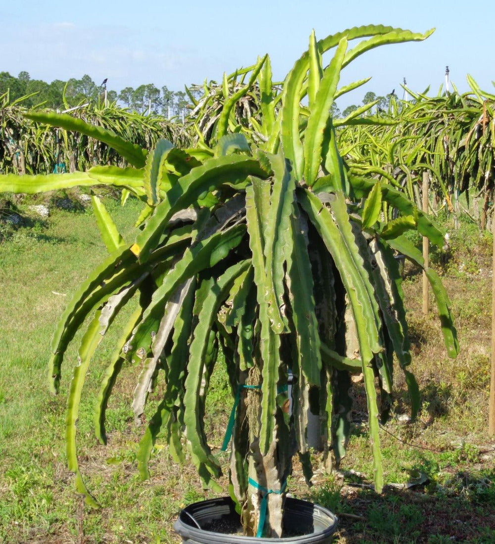 Dragon Fruit Tree