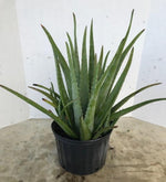 Load image into Gallery viewer, Medical Aloe
