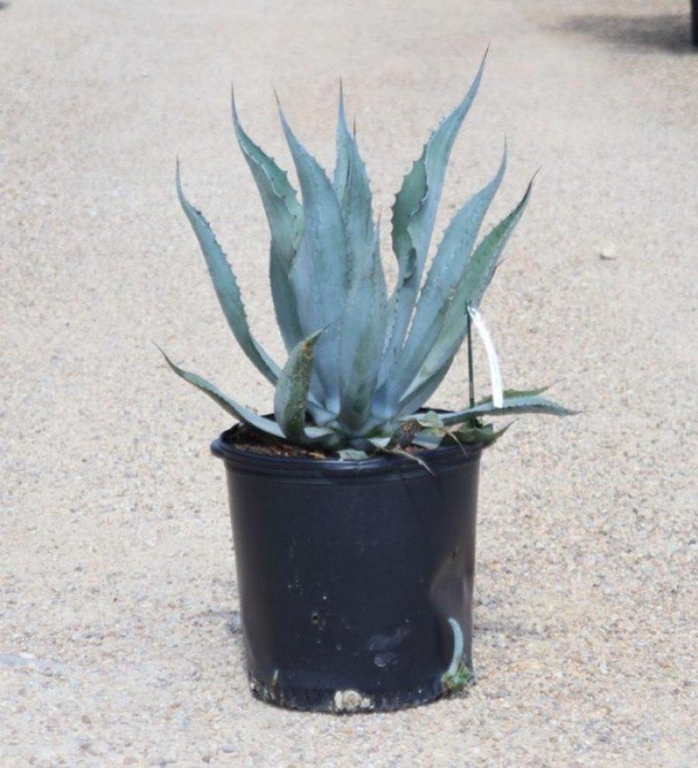 Agave Blue, Tequilana