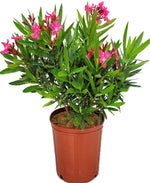 Load image into Gallery viewer, Calypso Pink Oleander
