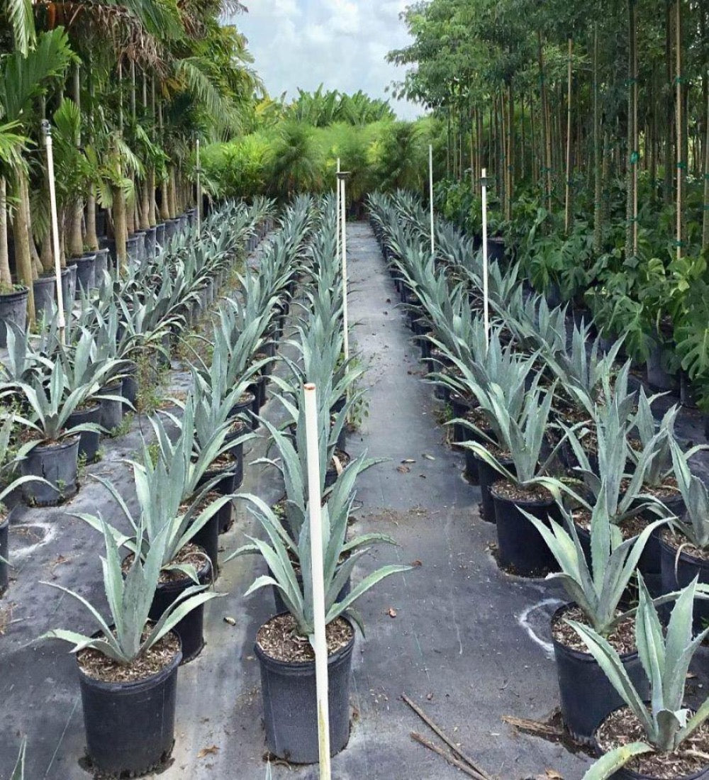 Agave Blue, Tequilana