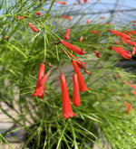 Load image into Gallery viewer, Firecracker Bush
