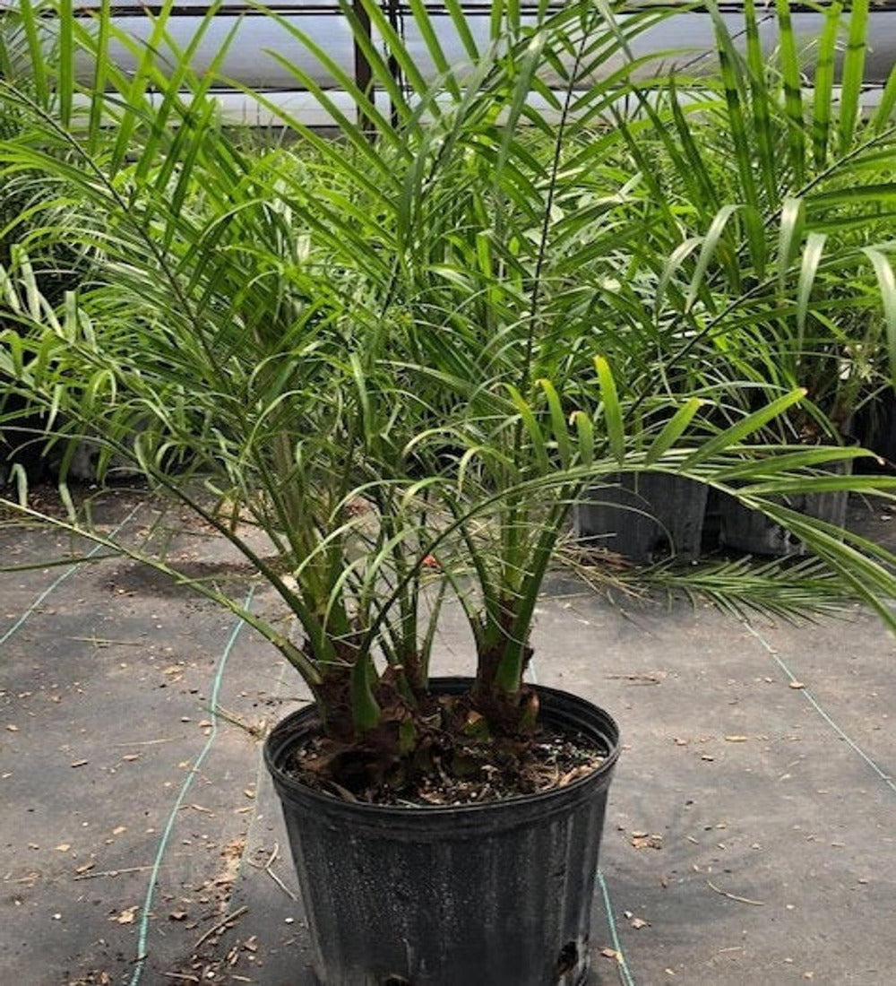 Roebelenii Palm