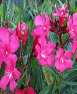 Load image into Gallery viewer, Calypso Pink Oleander
