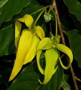 Cainanga Odorate Ylang Tree - CHANEL 5