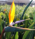 Load image into Gallery viewer, Bird of Paradise - Orange Crane Flower
